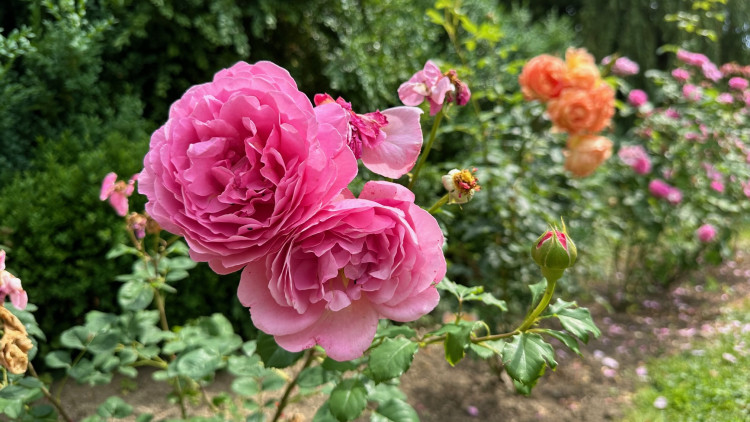 FOTOGALERIE: Růžová zahrada na zámku Nebílovy