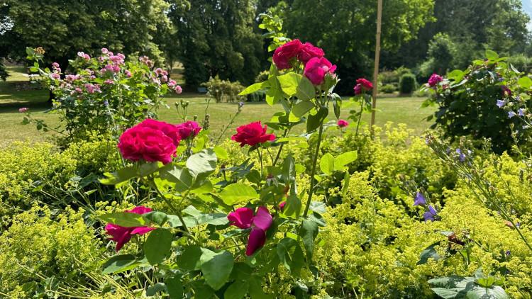 FOTOGALERIE: Růžová zahrada na zámku Nebílovy