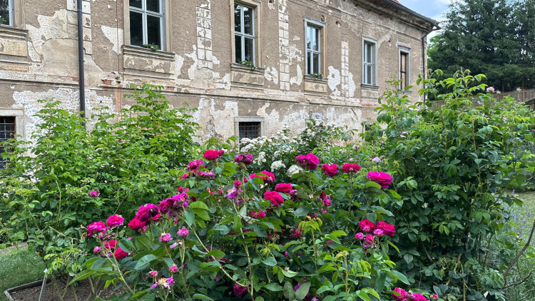 FOTOGALERIE: Růžová zahrada na zámku Nebílovy