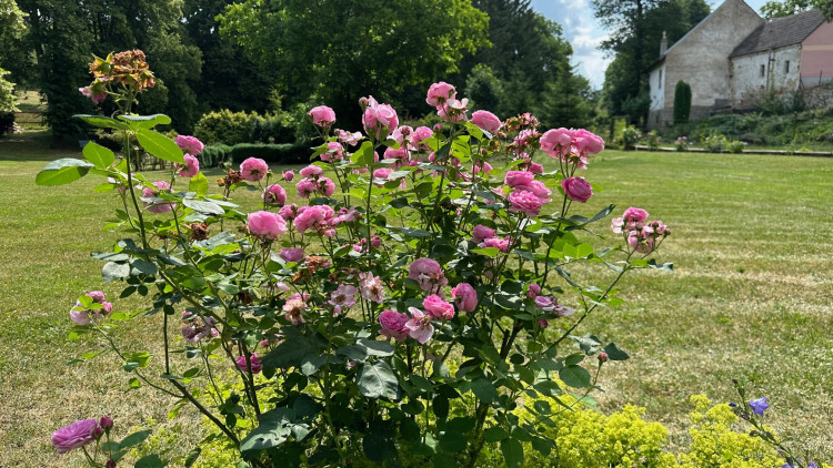 FOTOGALERIE: Růžová zahrada na zámku Nebílovy