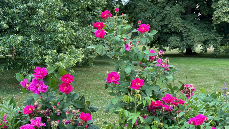 FOTOGALERIE: Růžová zahrada na zámku Nebílovy
