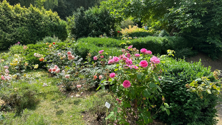 FOTOGALERIE: Růžová zahrada na zámku Nebílovy