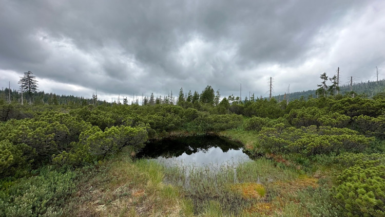 FOTOGALERIE: Bavorské pastviny