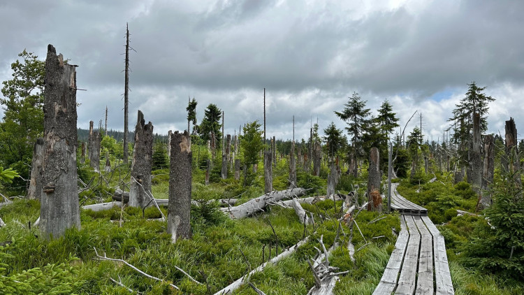 FOTOGALERIE: Bavorské pastviny