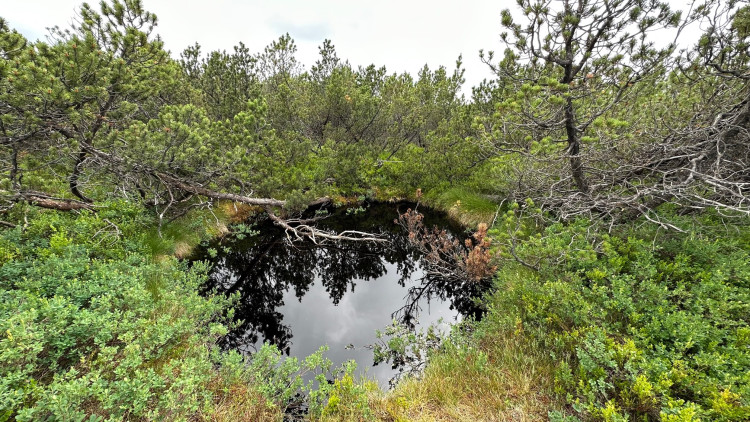 FOTOGALERIE: Bavorské pastviny