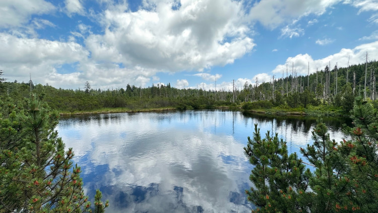 FOTOGALERIE: Bavorské pastviny