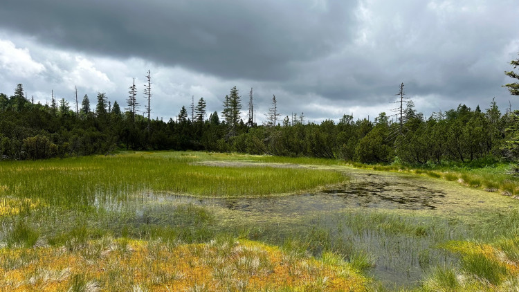 FOTOGALERIE: Bavorské pastviny