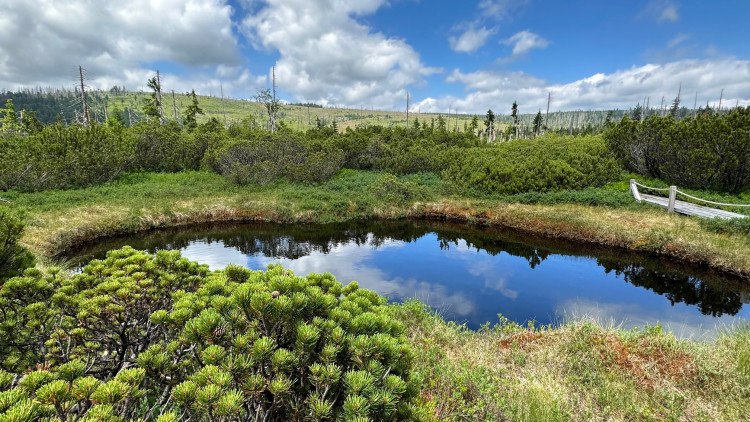 FOTOGALERIE: Bavorské pastviny