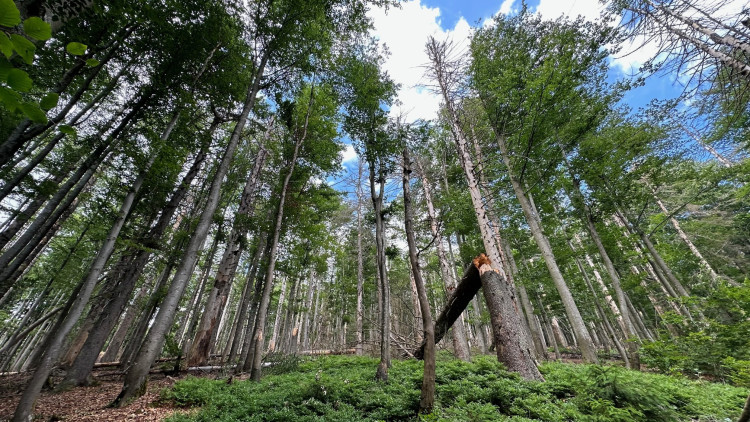 Pozor na padající stromy