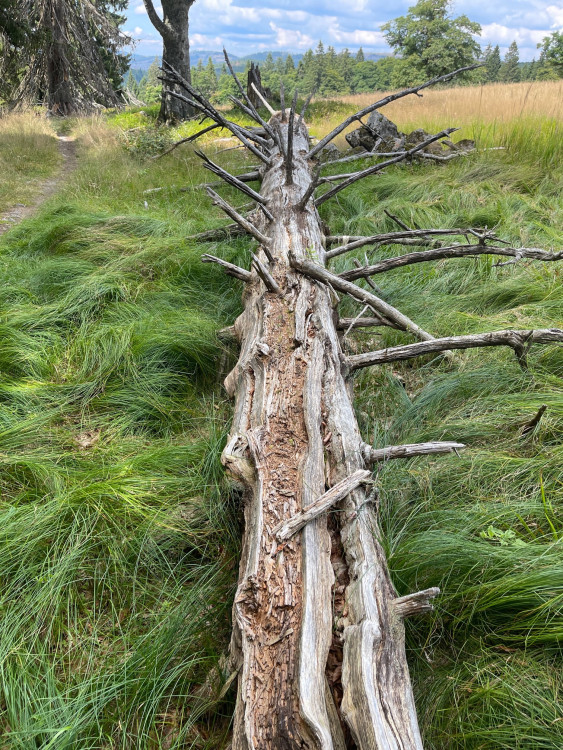 FOTOGALERIE: Bavorské pastviny