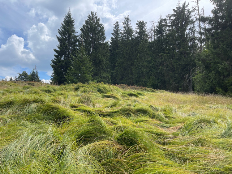 Smilka tuhá na  Verlorener Schachten