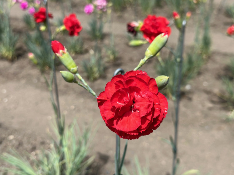 FOTOGALERIE: Výstava klatovských karafiátů