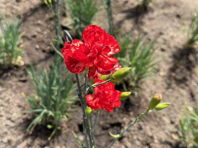 FOTOGALERIE: Výstava klatovských karafiátů