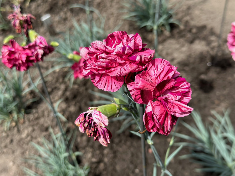 FOTOGALERIE: Výstava klatovských karafiátů