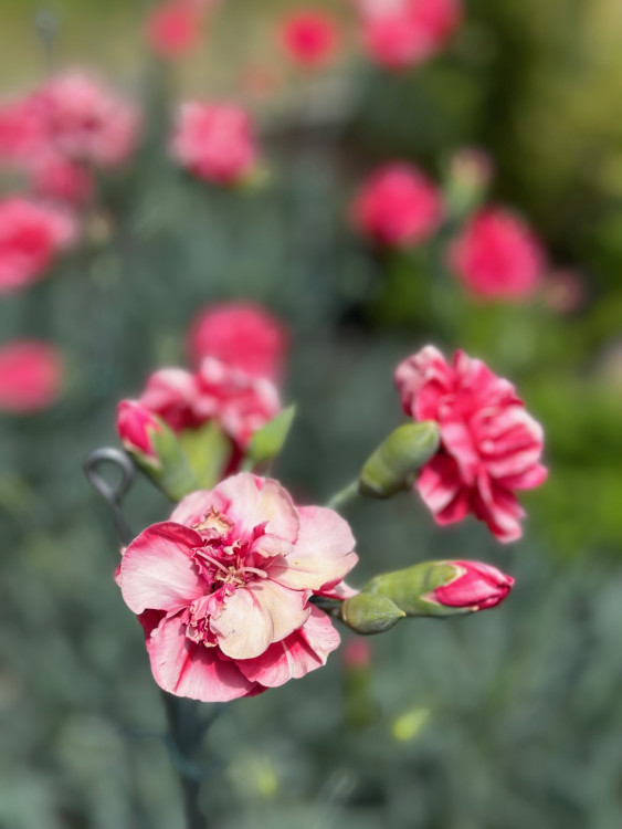 FOTOGALERIE: Výstava klatovských karafiátů