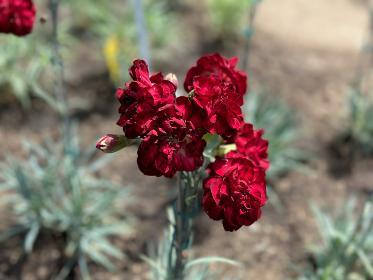 FOTOGALERIE: Výstava klatovských karafiátů