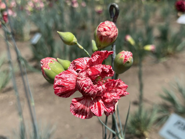 FOTOGALERIE: Výstava klatovských karafiátů