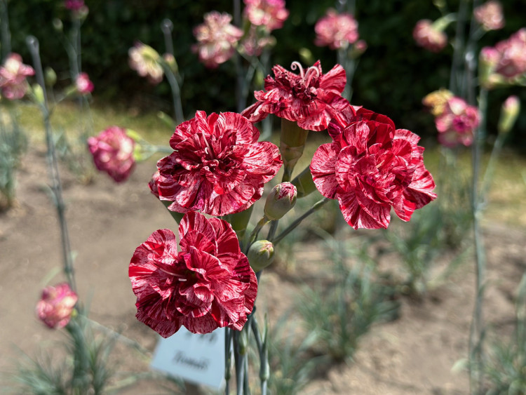 FOTOGALERIE: Výstava klatovských karafiátů