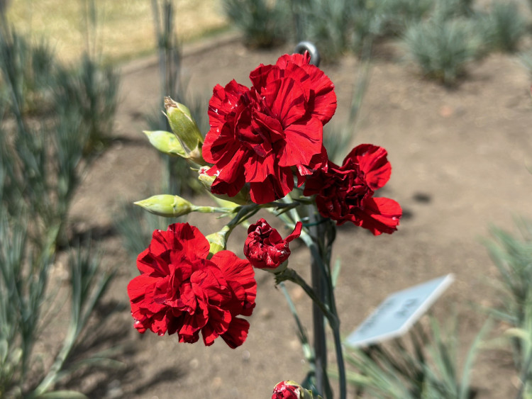 FOTOGALERIE: Výstava klatovských karafiátů