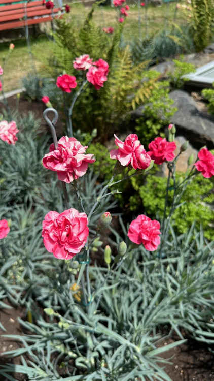 FOTOGALERIE: Výstava klatovských karafiátů