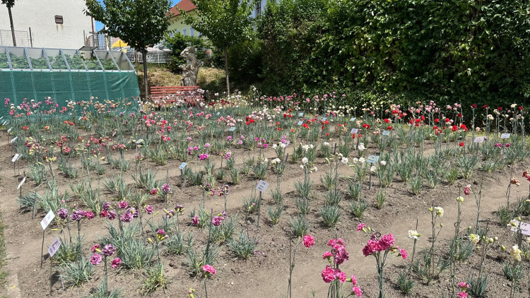 FOTOGALERIE: Výstava klatovských karafiátů