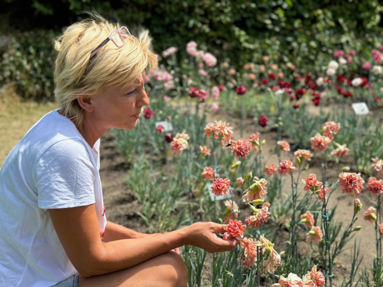 FOTOGALERIE: Výstava klatovských karafiátů