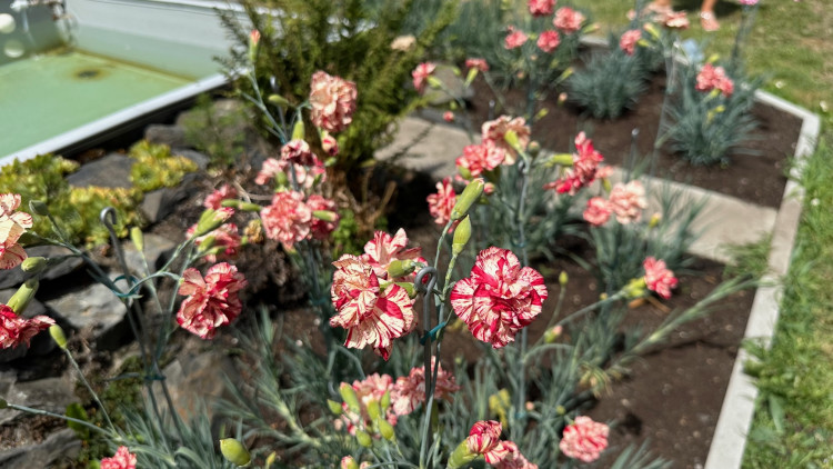 FOTOGALERIE: Výstava klatovských karafiátů