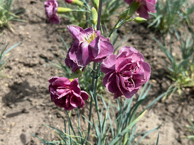 FOTOGALERIE: Výstava klatovských karafiátů