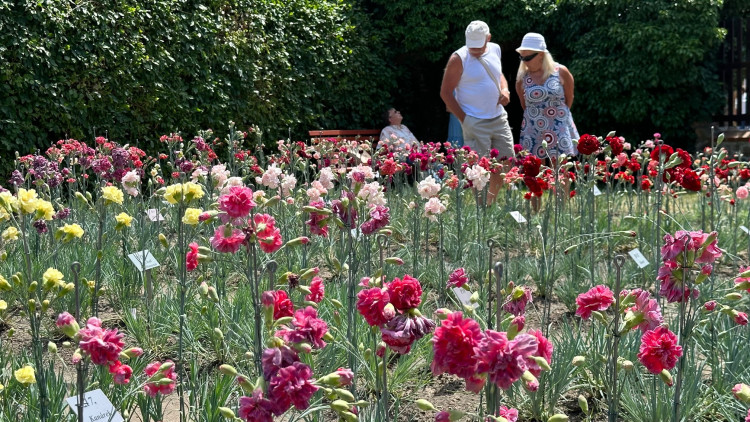 FOTOGALERIE: Výstava klatovských karafiátů