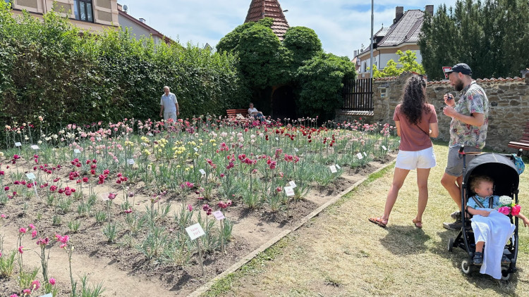 FOTOGALERIE: Výstava klatovských karafiátů