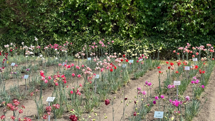 FOTOGALERIE: Výstava klatovských karafiátů