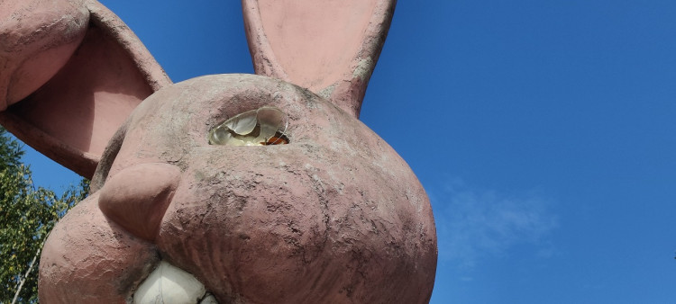 Stav králíka k červenci 2023, foto: Zuzana Duzbabová: Růžový králík na Lochotíně v průběhu let