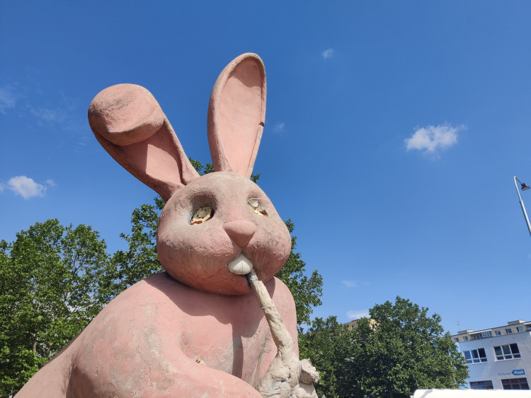 Stav králíka k červenci 2023, foto: Zuzana Duzbabová: Růžový králík na Lochotíně v průběhu let