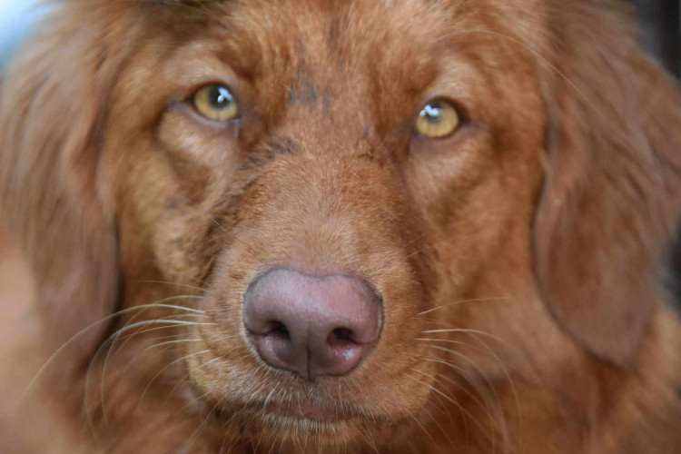 Výcvikový tábor ve Sloupu v Čechách