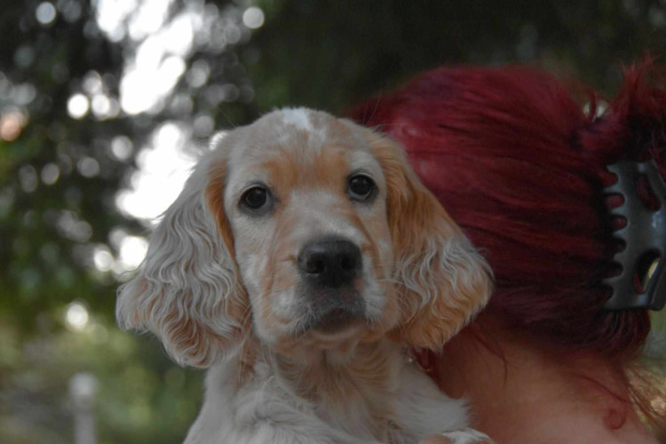 Výcvikový tábor ve Sloupu v Čechách