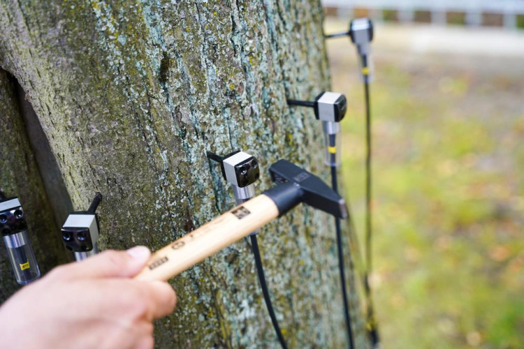 Měření stavu stromů na Masarykově třídě v Liberci