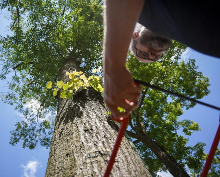 Měření stavu stromů na Masarykově třídě v Liberci