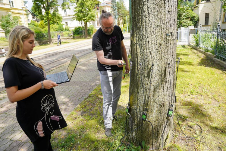 Měření stavu stromů na Masarykově třídě v Liberci