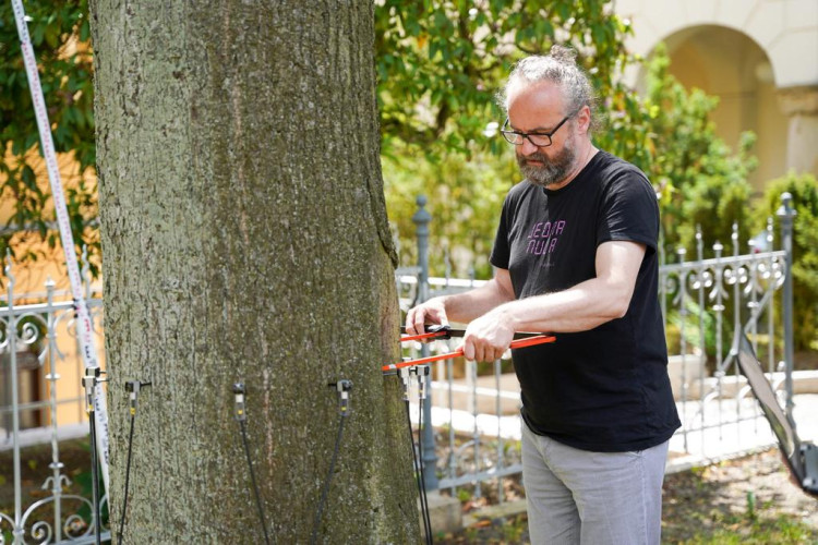 Měření stavu stromů na Masarykově třídě v Liberci