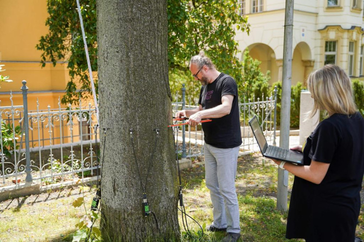 Měření stavu stromů na Masarykově třídě v Liberci