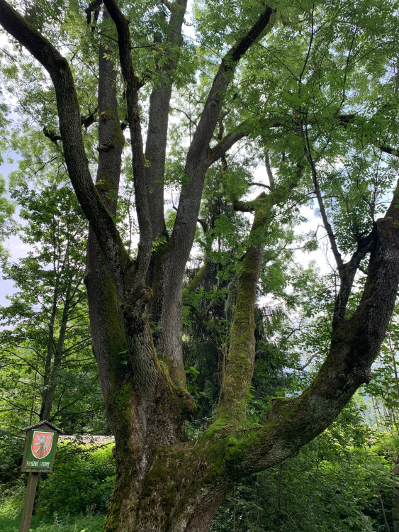 Památný strom na Brčálníku