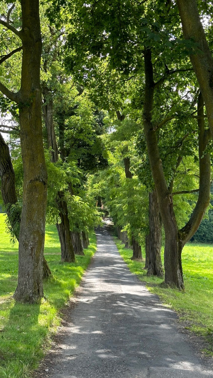 Alej vedoucí ke kostelu ve Strašíně