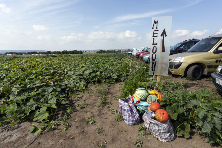 FOTOGALERIE: Samosběr ve Vojnicích lákal davy. Dopravu musela řídit policie