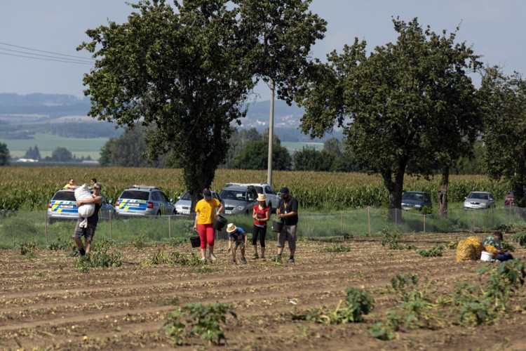 FOTOGALERIE: Samosběr ve Vojnicích lákal davy. Dopravu musela řídit policie