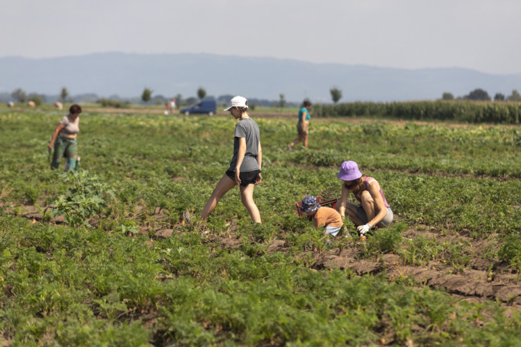 FOTOGALERIE: Samosběr ve Vojnicích lákal davy. Dopravu musela řídit policie