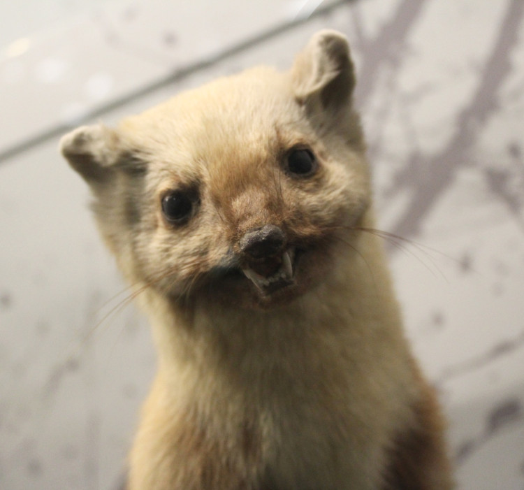 Otevření Muzea Vysočiny po rekonstrukci