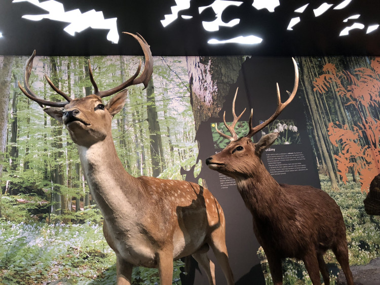 Otevření Muzea Vysočiny po rekonstrukci