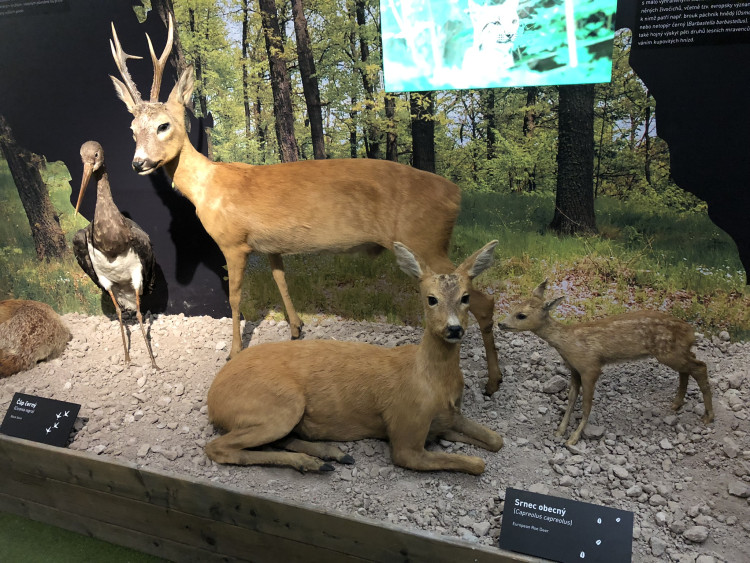 Otevření Muzea Vysočiny po rekonstrukci