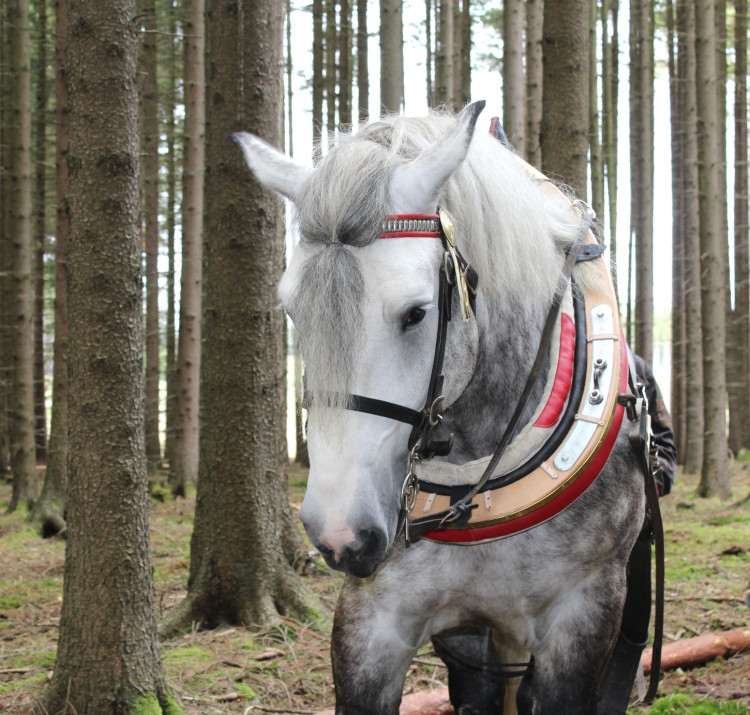 Den za obnovu lesa 2023, lokalita Pouště