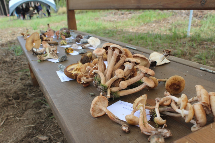 Den za obnovu lesa 2023, lokalita Pouště